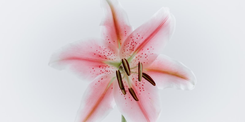 The Lily Danger Every Cat Owner Must Know