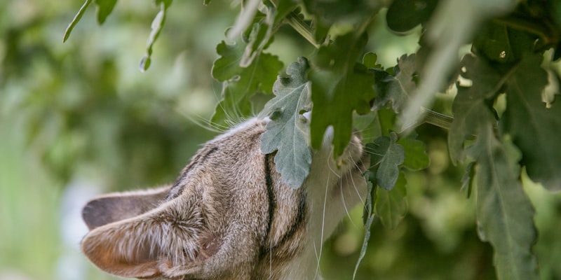 What to Do If Your Cat Eats a Plant