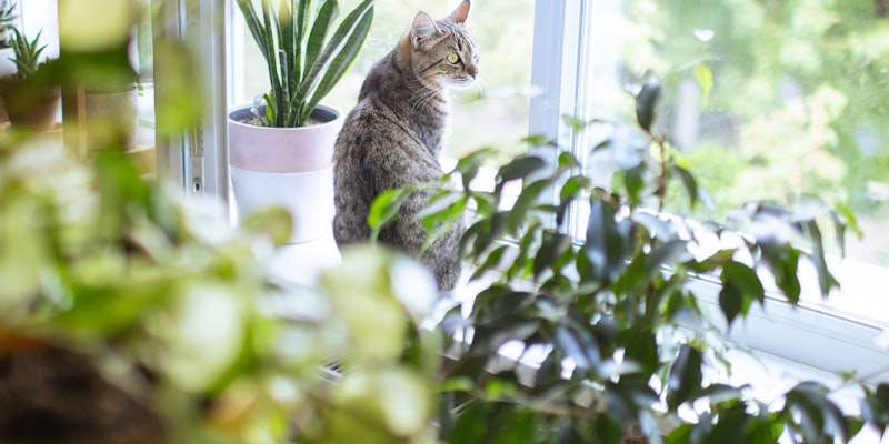 Creating an Indoor Garden Your Cat Won't Destroy