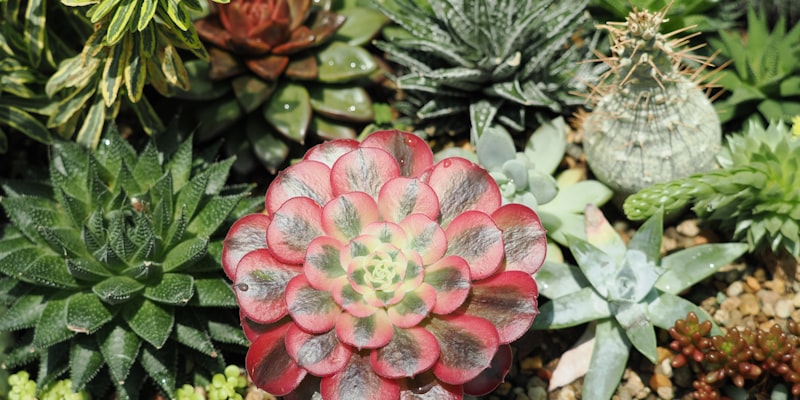 Complete Guide to Cat-Safe Succulents