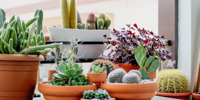 Top 10 Cat-Safe Plants for Your Home