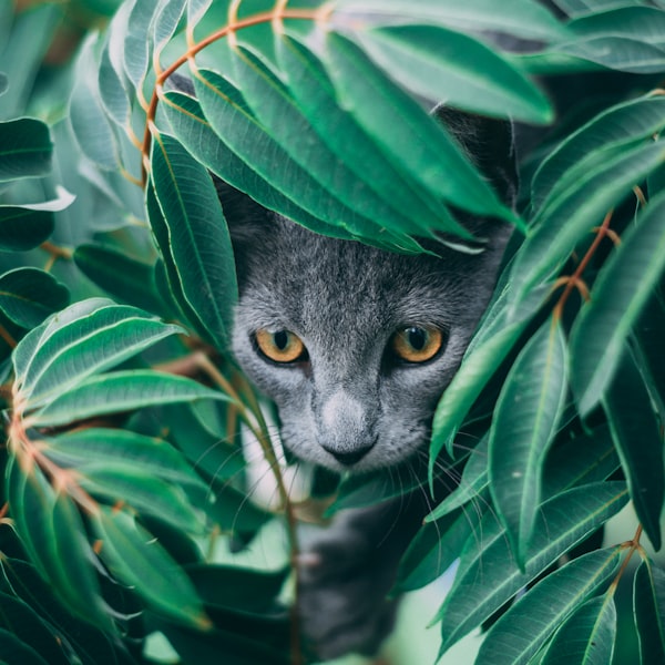 Cat napping near a spider plant