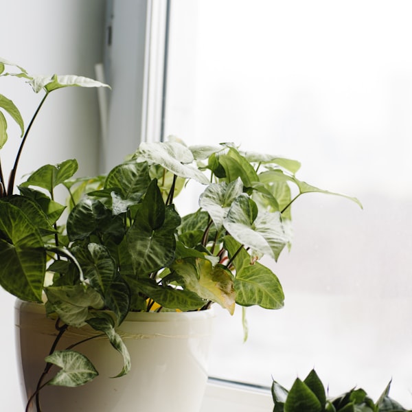 Window sill plant arrangement