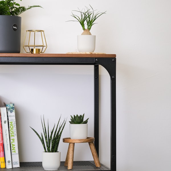 Plant shelf with cat-safe varieties