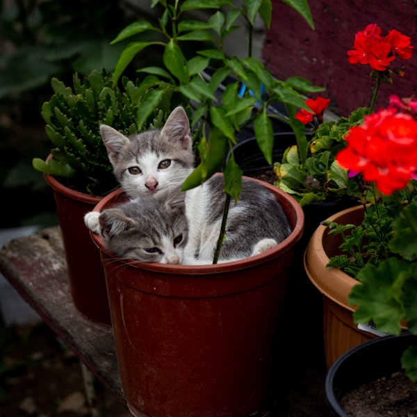 Cat and calathea coexisting