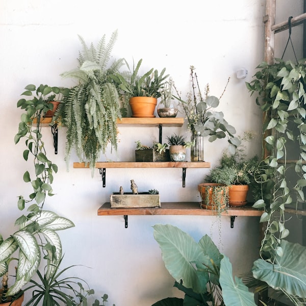 Room before plant arrangement