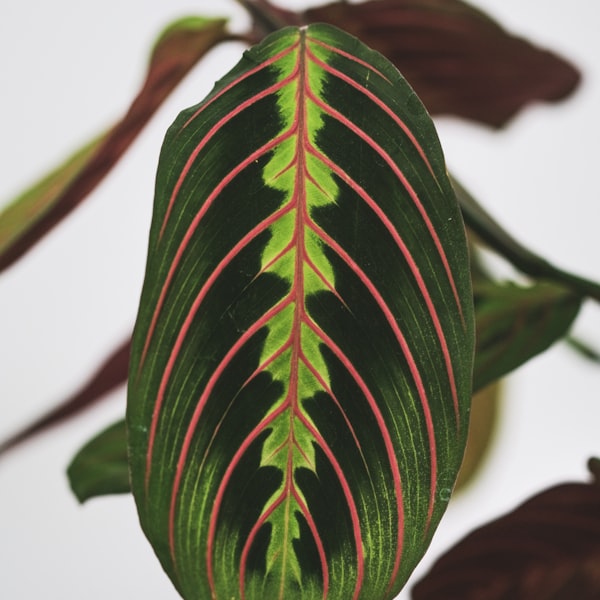 Prayer plant leaf detail