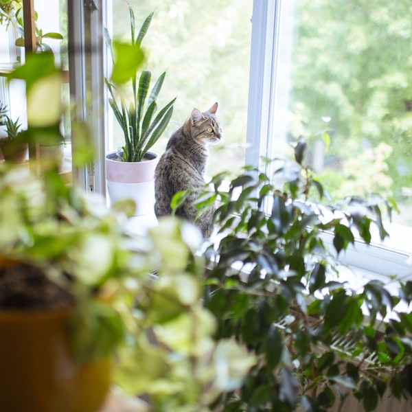 Cat relaxing near areca palm