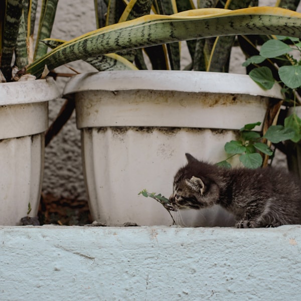 Kitten inspecting a fern