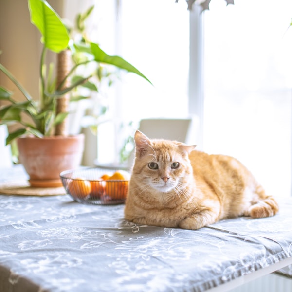 Cat lounging beside a palm
