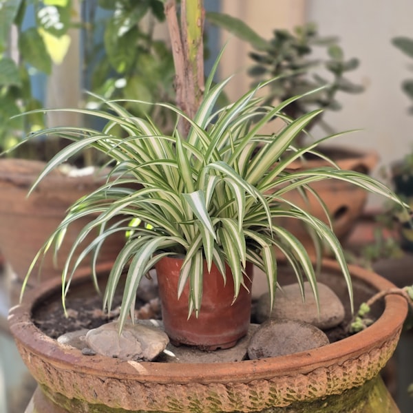 Close-up of spider plant leaves