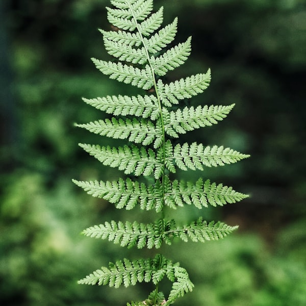 Fern frond detail
