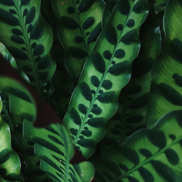 Calathea leaf pattern