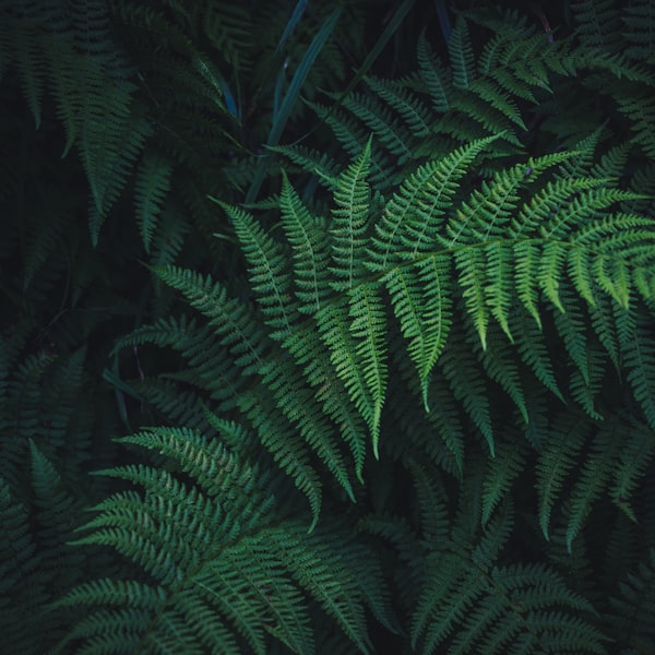 Boston fern texture