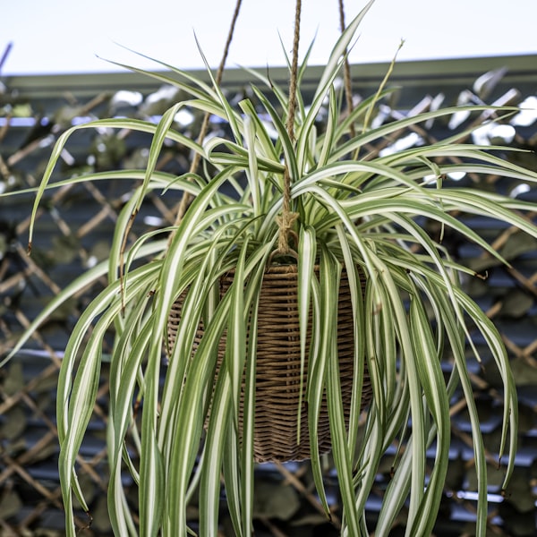 Hanging plant display