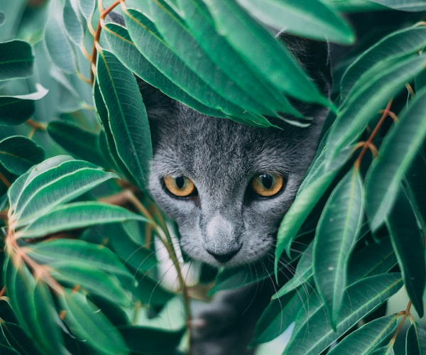 Cat sitting safely near houseplants