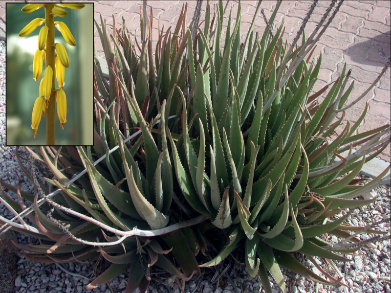 Photo of Aloe Vera