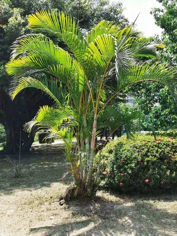 Photo of Areca Palm
