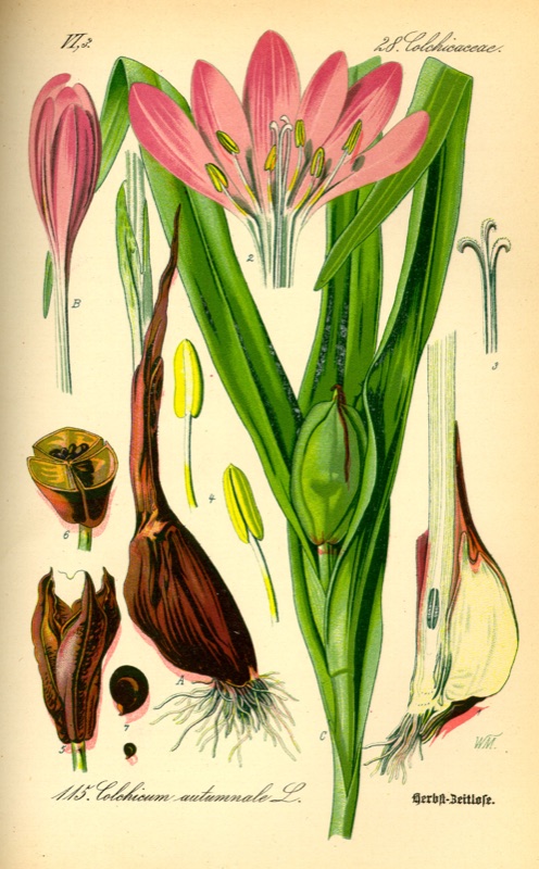 Photo of Autumn Crocus