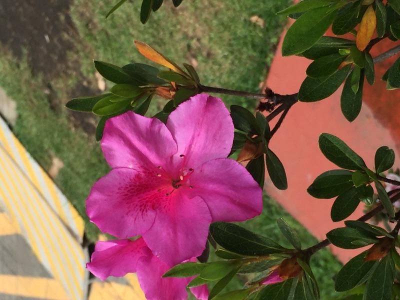 Photo of Azalea