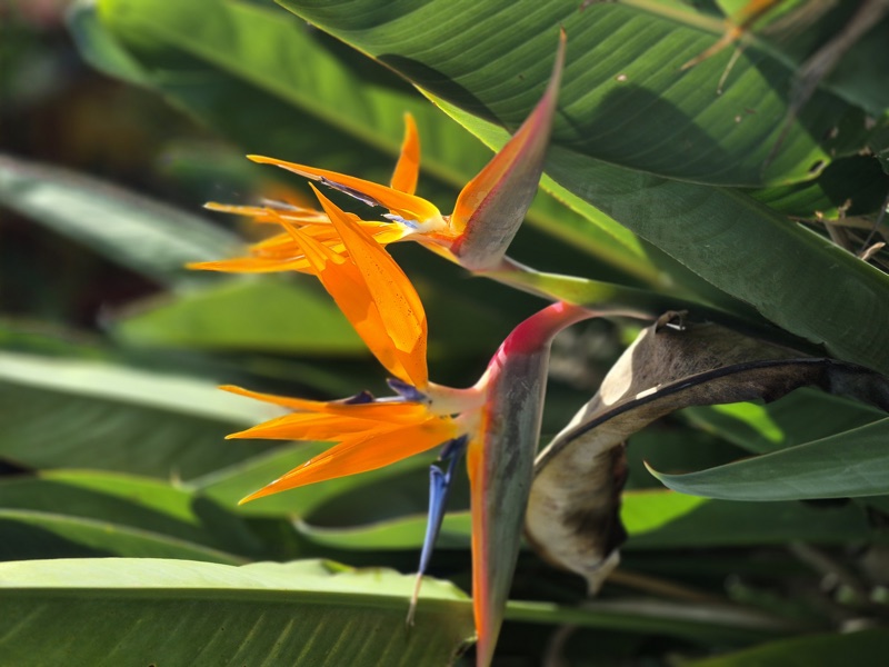 Photo of Bird Of Paradise