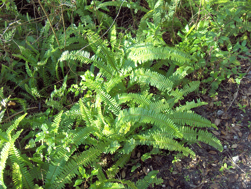 Photo of Boston Fern