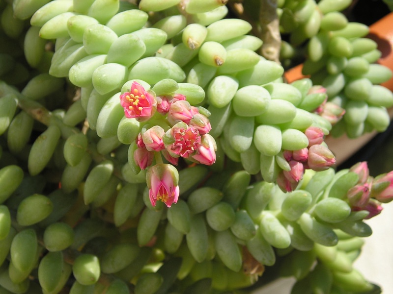 Photo of Burro's Tail