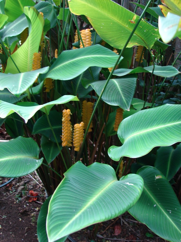 Photo of Calathea