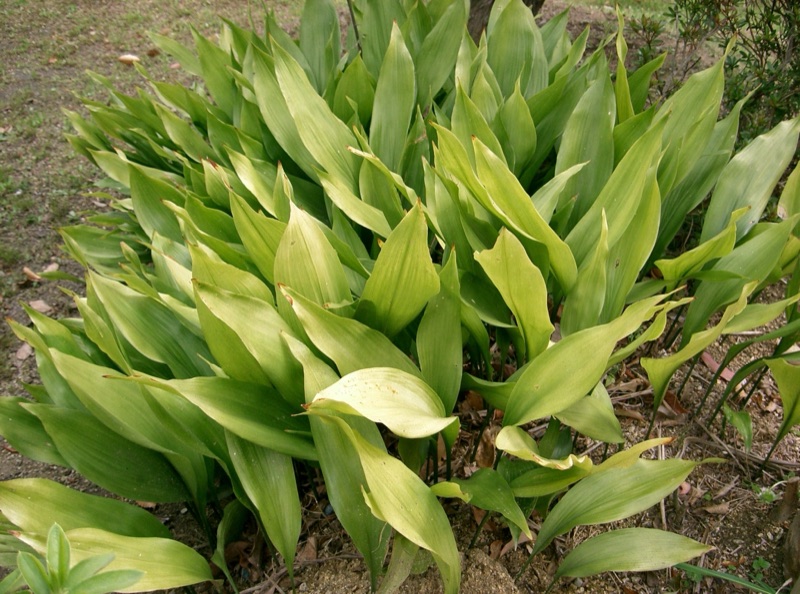 Photo of Cast Iron Plant