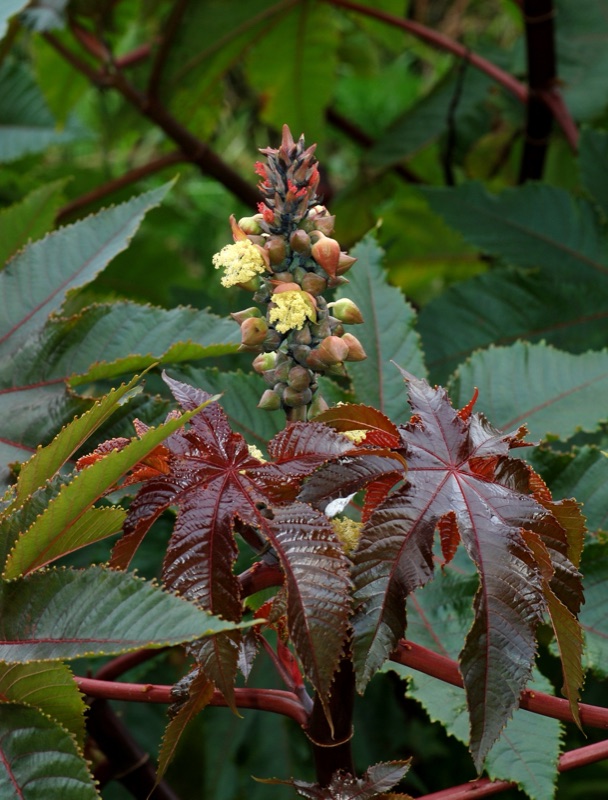 Photo of Castor Bean