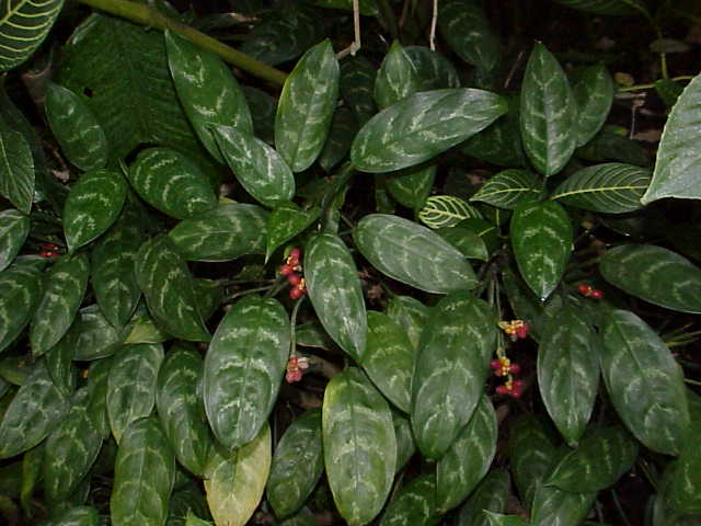 Photo of Chinese Evergreen
