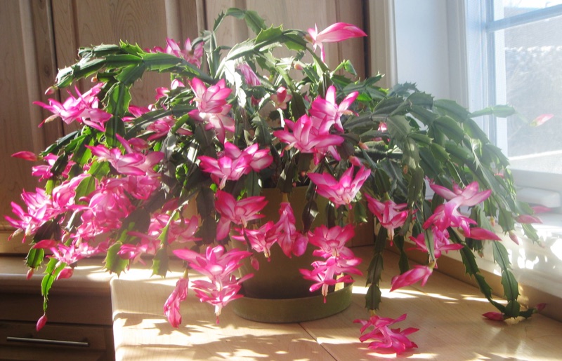 Photo of Christmas Cactus