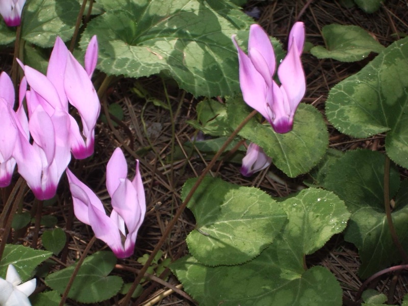 Photo of Cyclamen