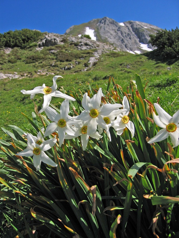 Photo of Daffodil