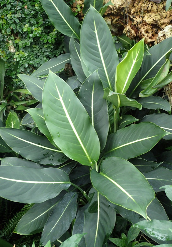 Photo of Dieffenbachia