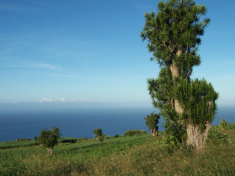 Photo of Dracaena