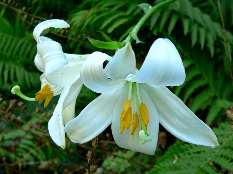 Photo of Easter Lily