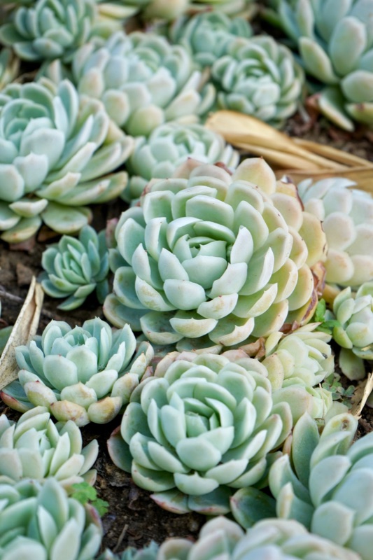 Photo of Echeveria