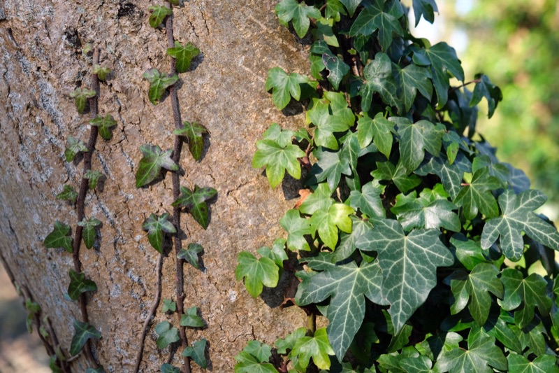 Photo of English Ivy