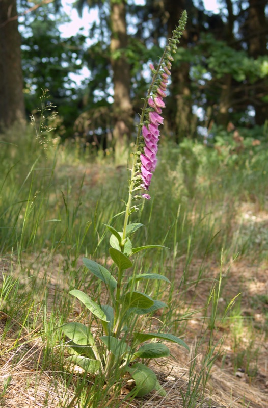 Photo of Foxglove