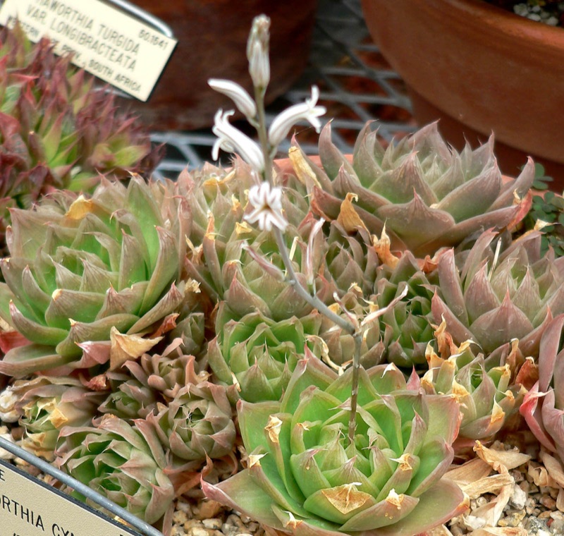 Photo of Haworthia