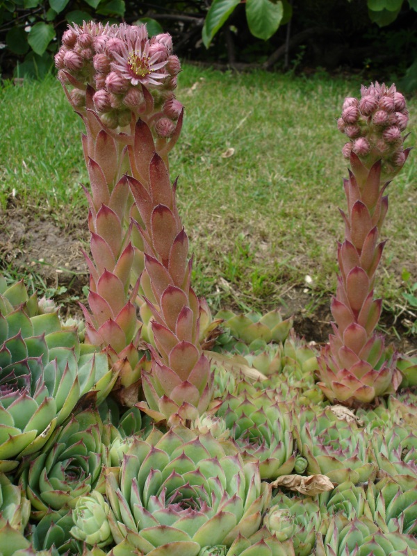 Photo of Hen And Chick