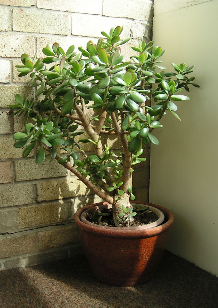 Photo of Jade Plant