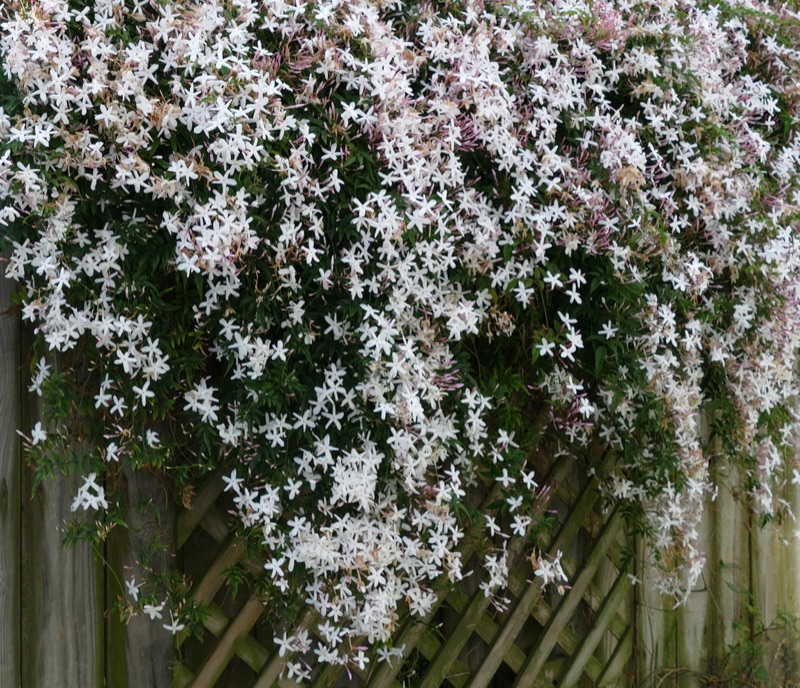 Photo of Jasmine