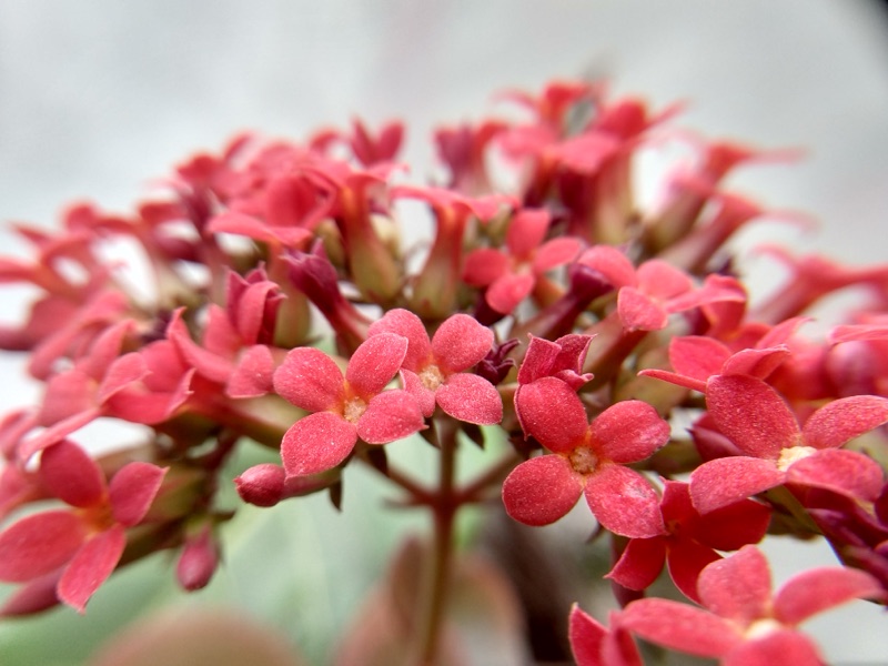 Photo of Kalanchoe