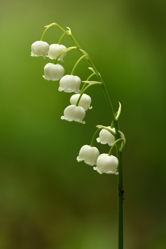 Photo of Lily Of The Valley