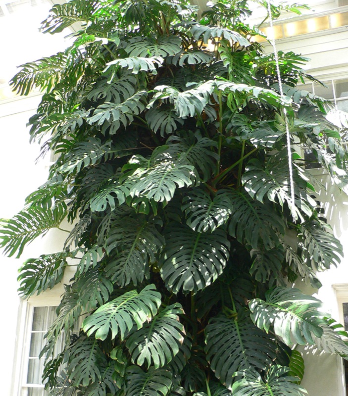 Photo of Monstera