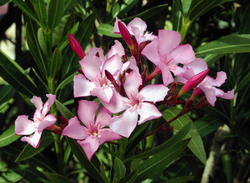 Photo of Oleander