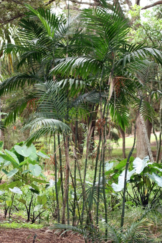 Photo of Parlor Palm