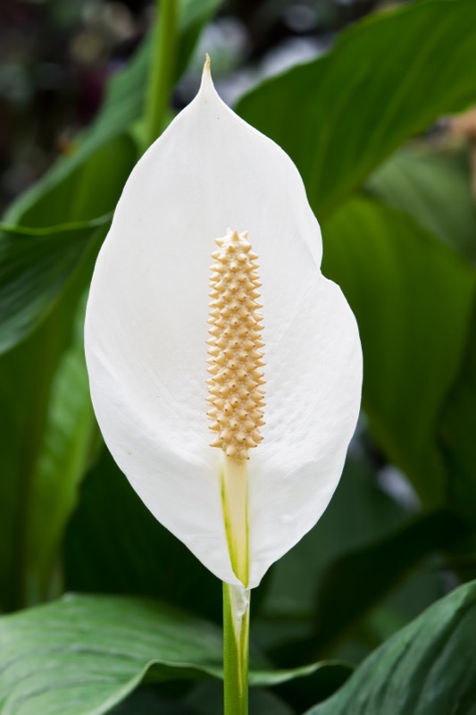 Photo of Peace Lily